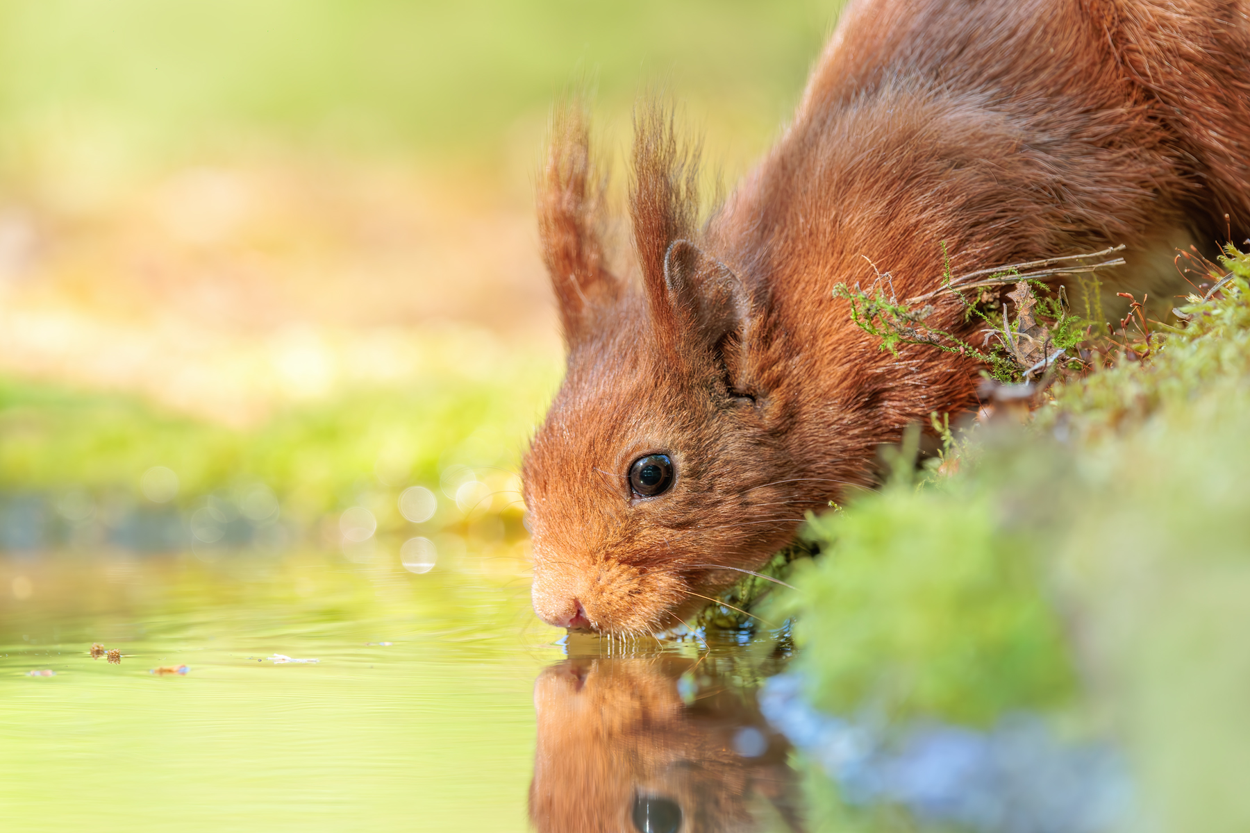Waldkobold