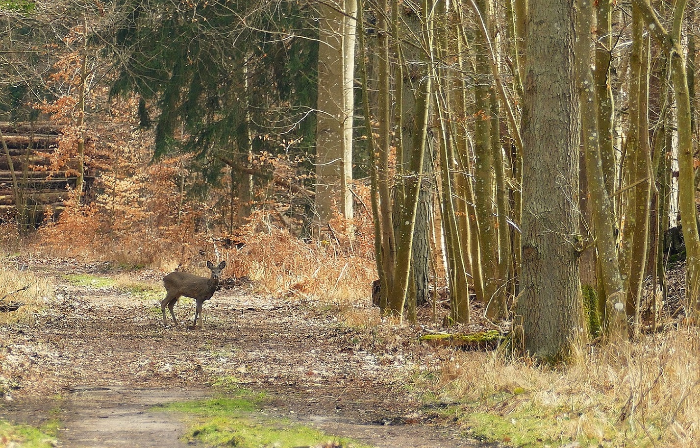 Auf der alten Straße