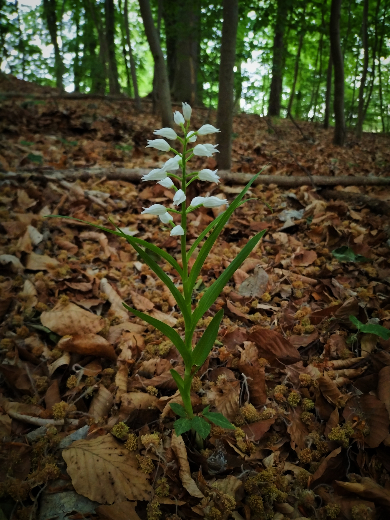 Wald der Schwertblättrigen Waldvöglein #2