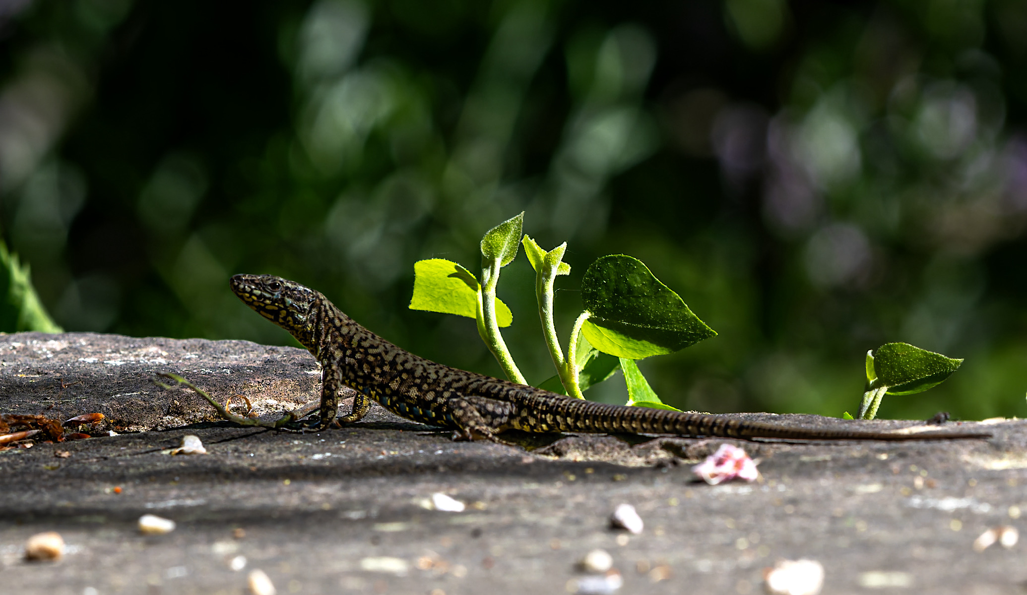 Licht und Schatten….