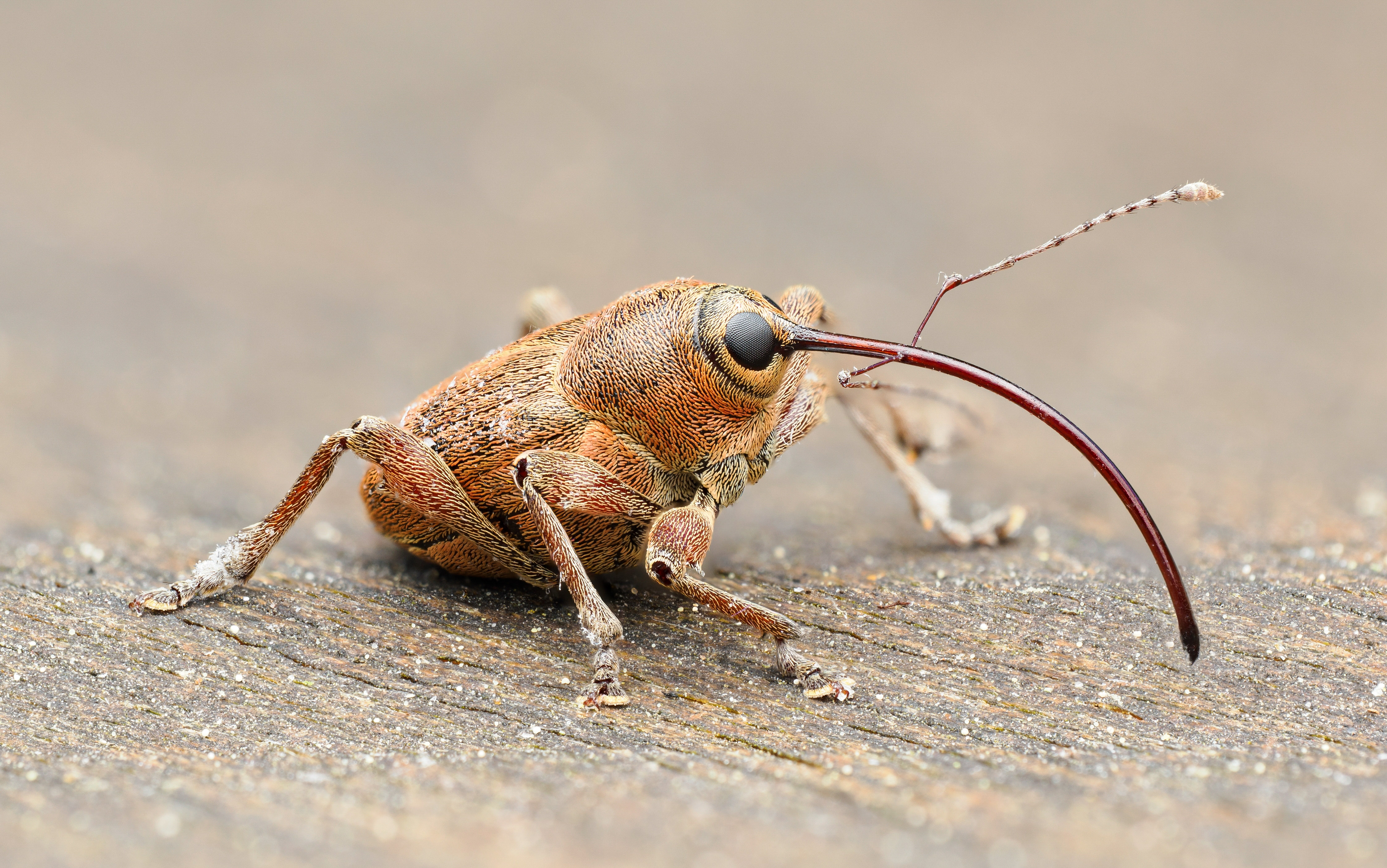 Eichelbohrer (Curculio glandium)