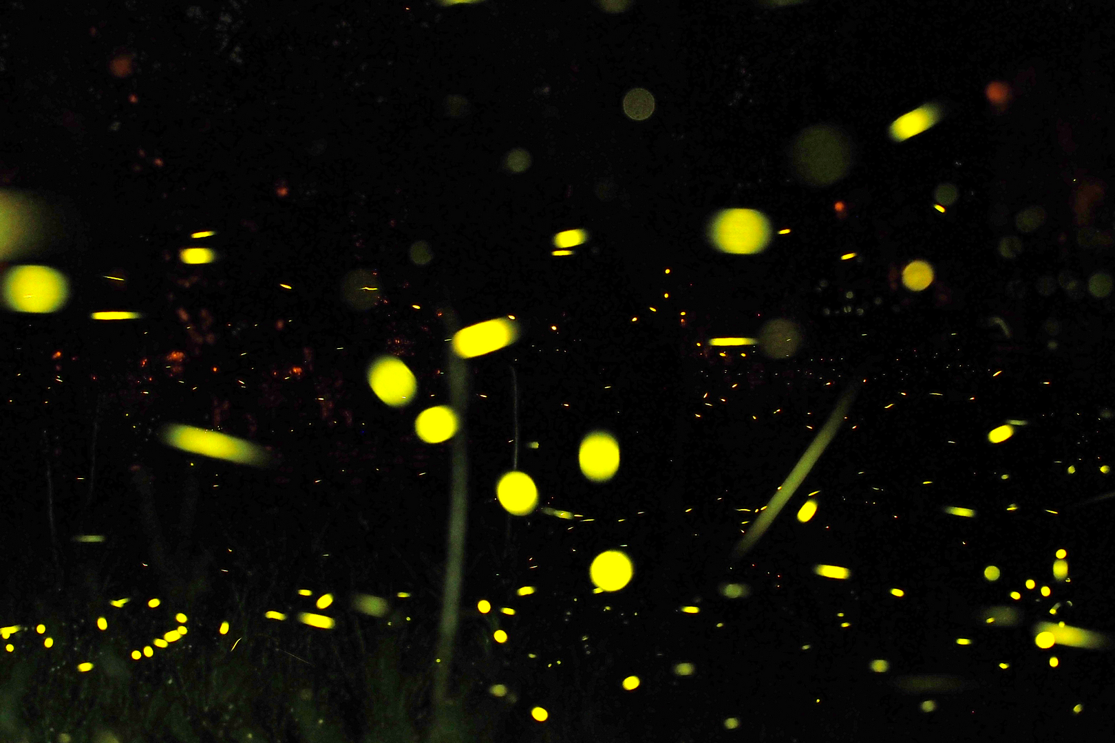 Leuchtkäferuniversum