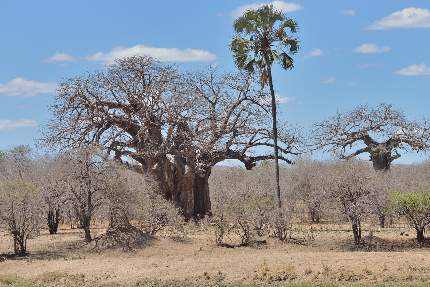 Baobab