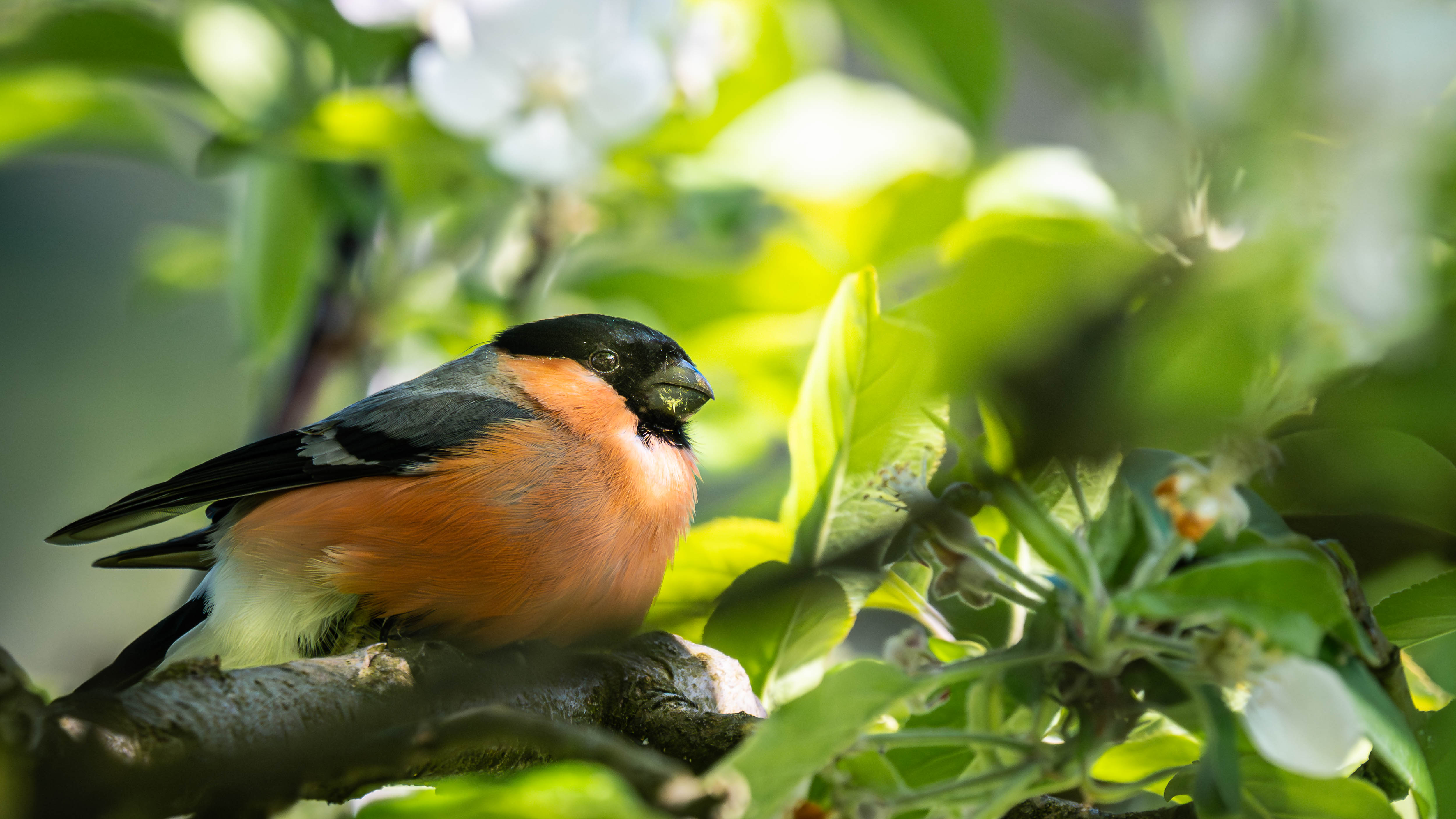 Gimpel im Obstbaum