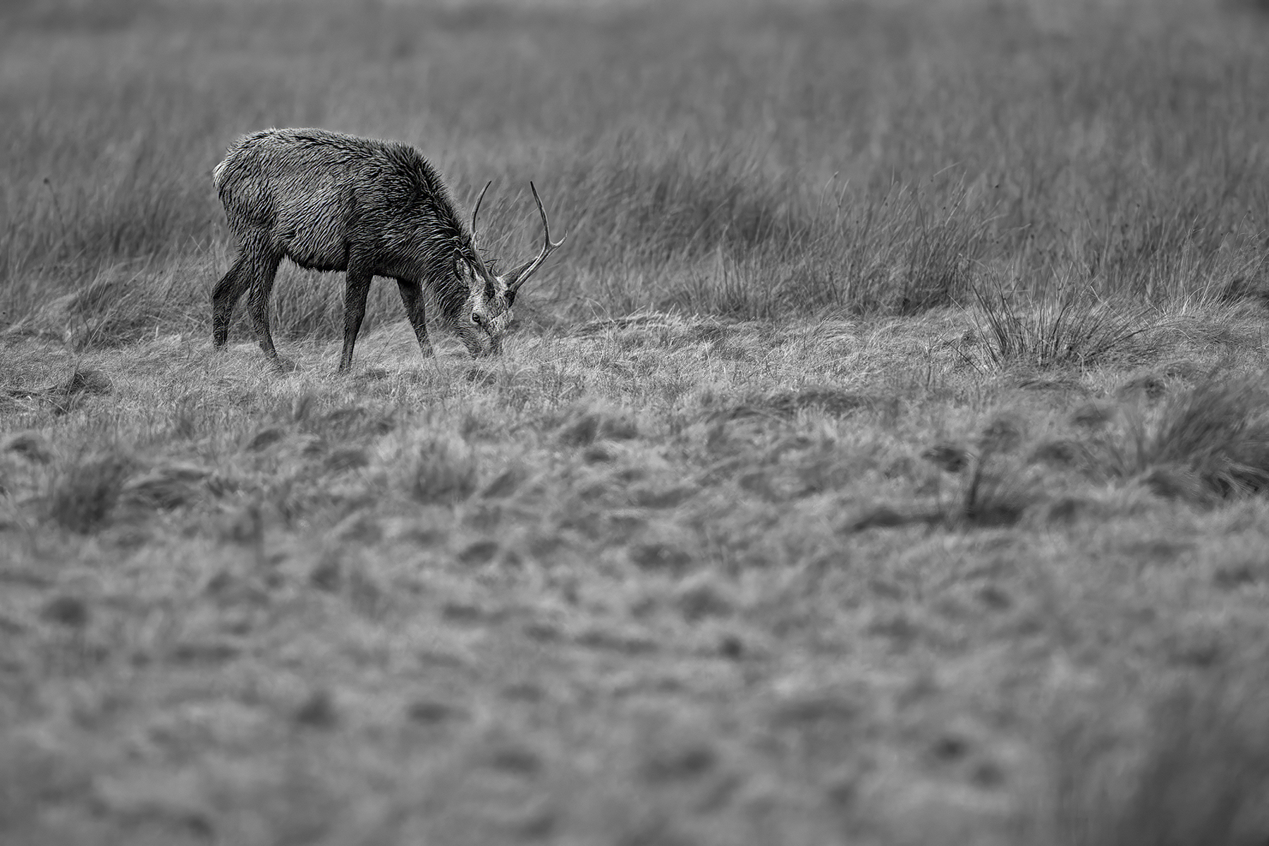 Rot-hirsch in
