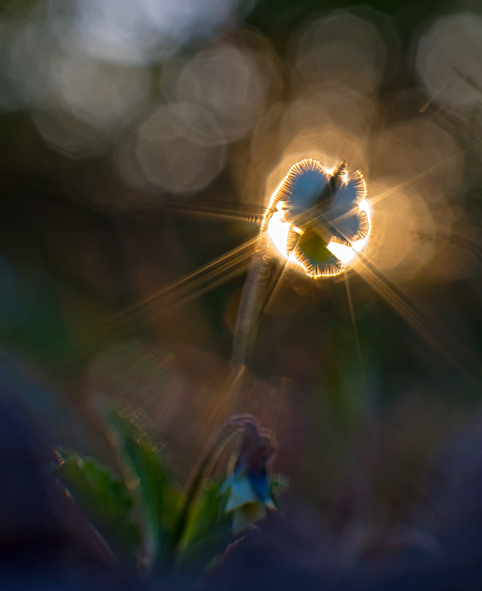 Into the Light