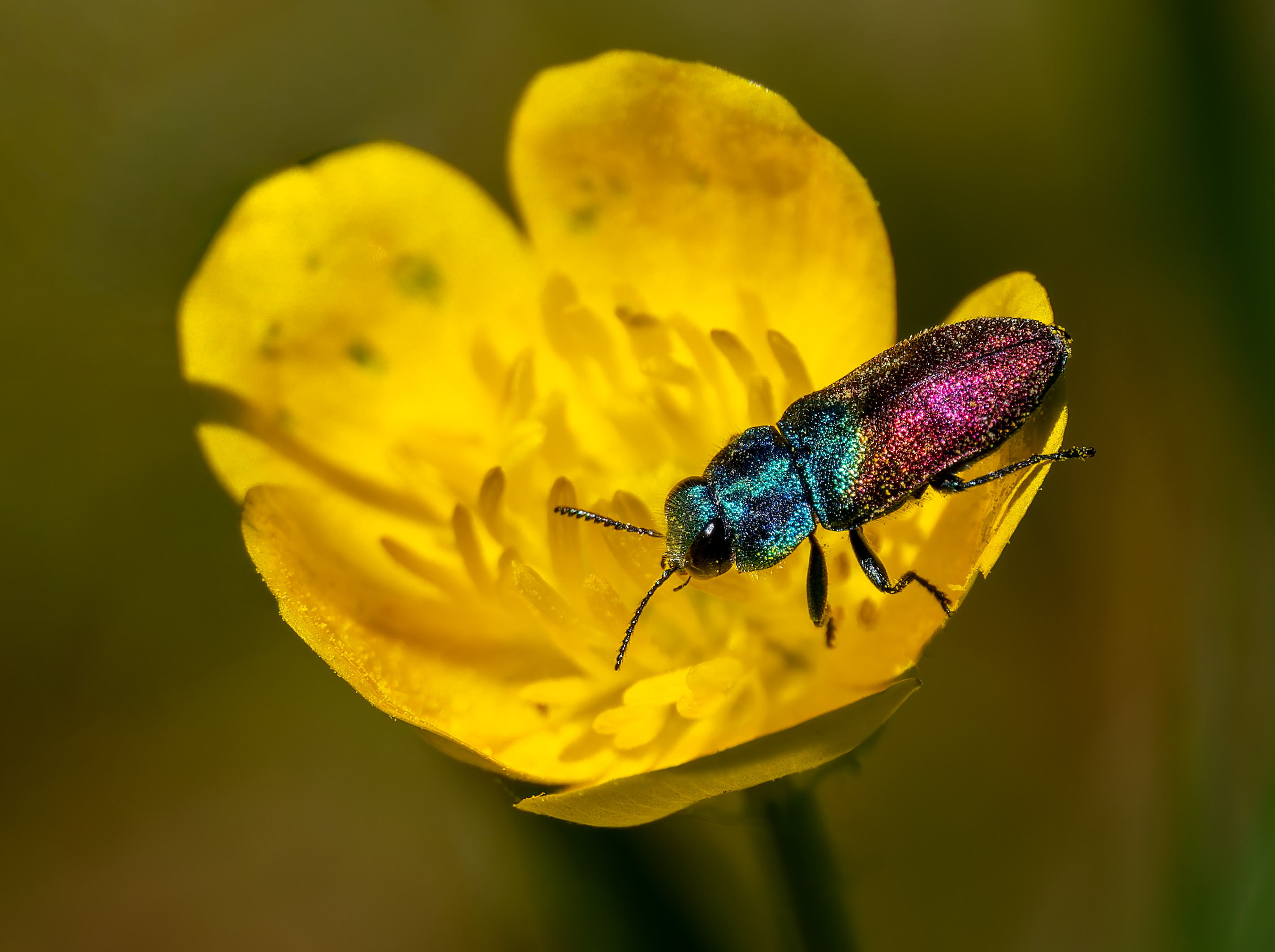Ein Prachtkäfer (Anthaxia)