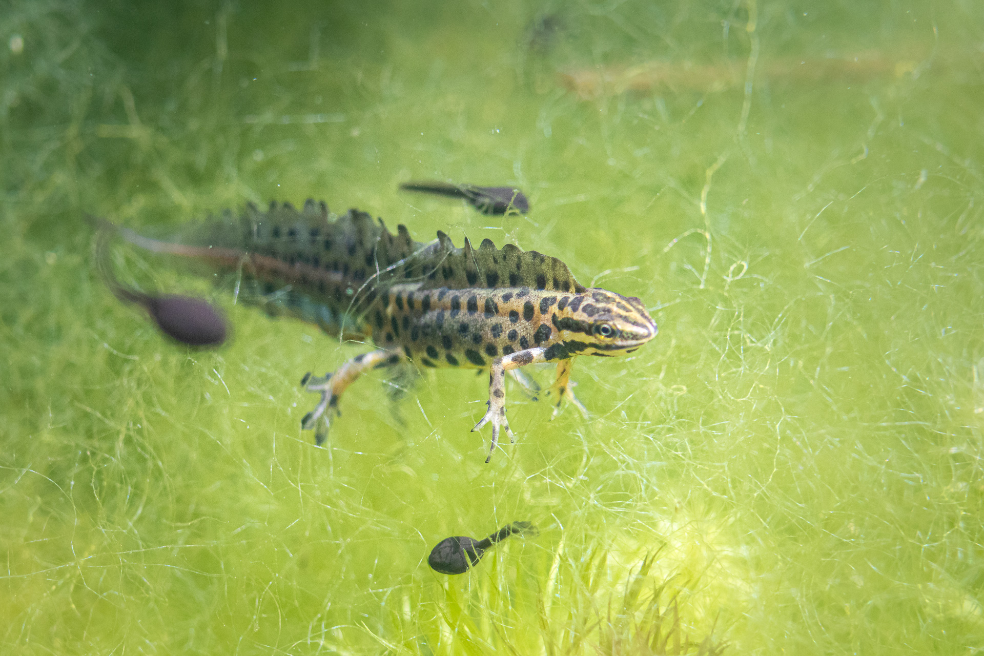 Kleine Drachen unter Wasser