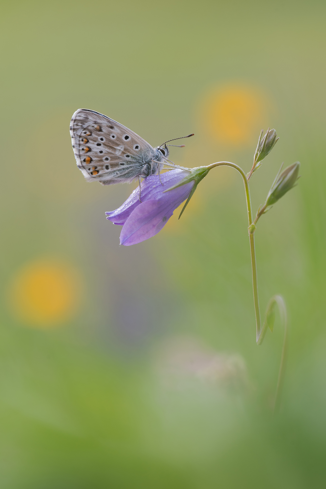 Himmelblauer Bläuling