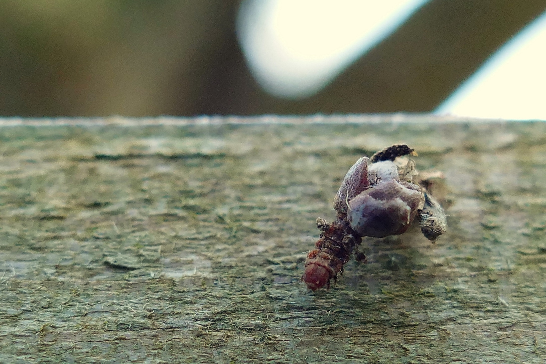 Seltsame Raupe
