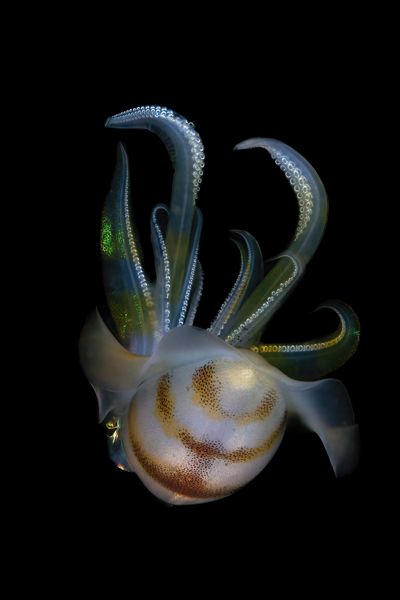 "Big fin reef squid" beim Blackwater diving entdeckt
