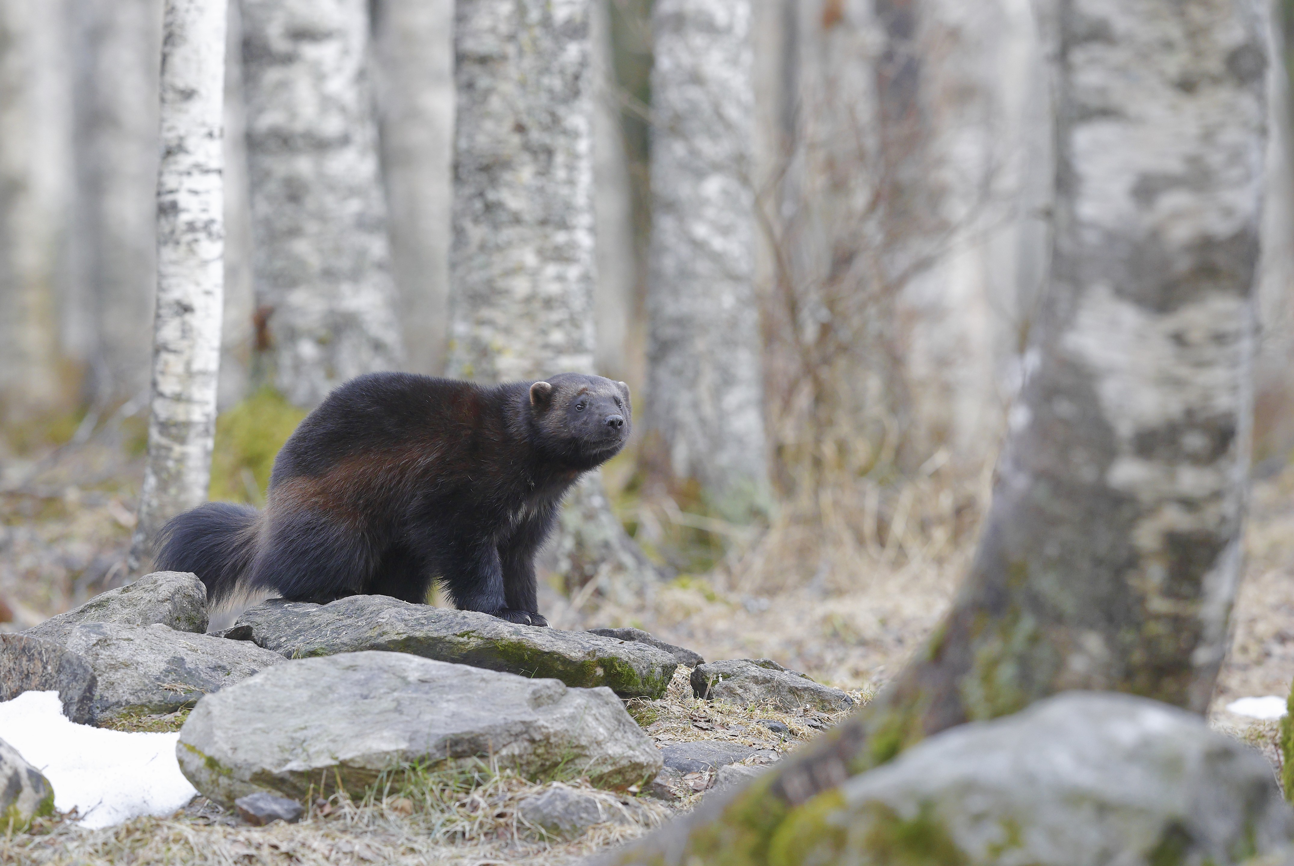 Wolverine