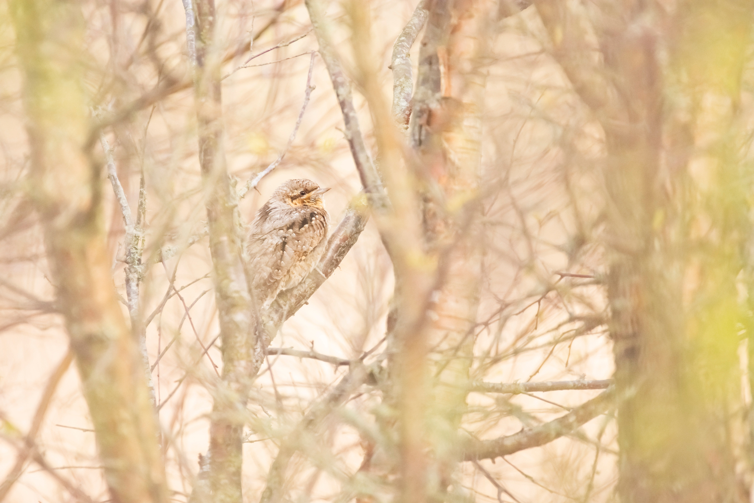 Wendehals und Habitat