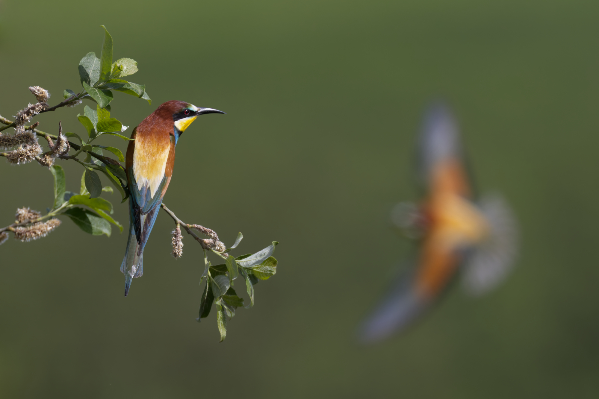 Bienenfresser