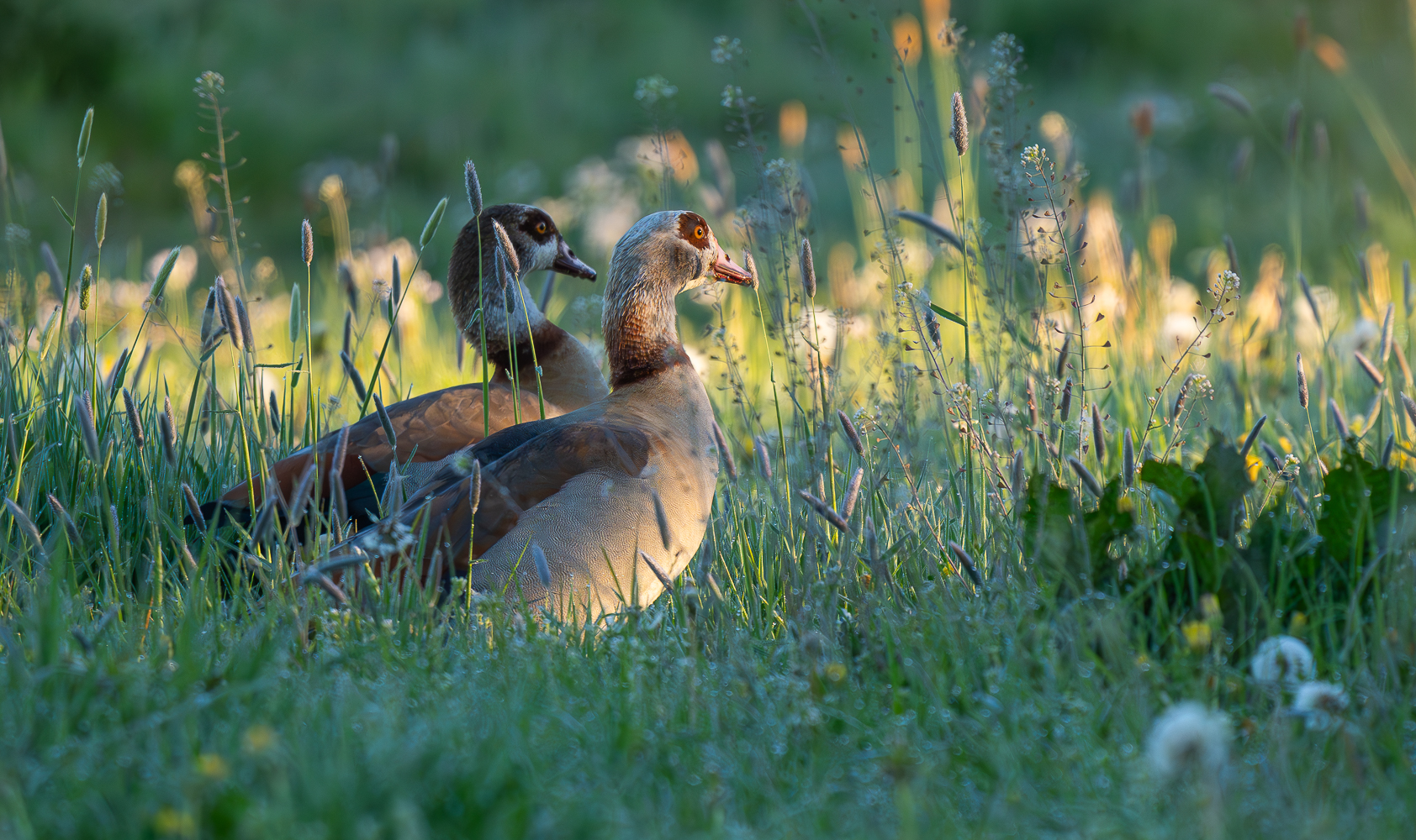 Nilgans Paar