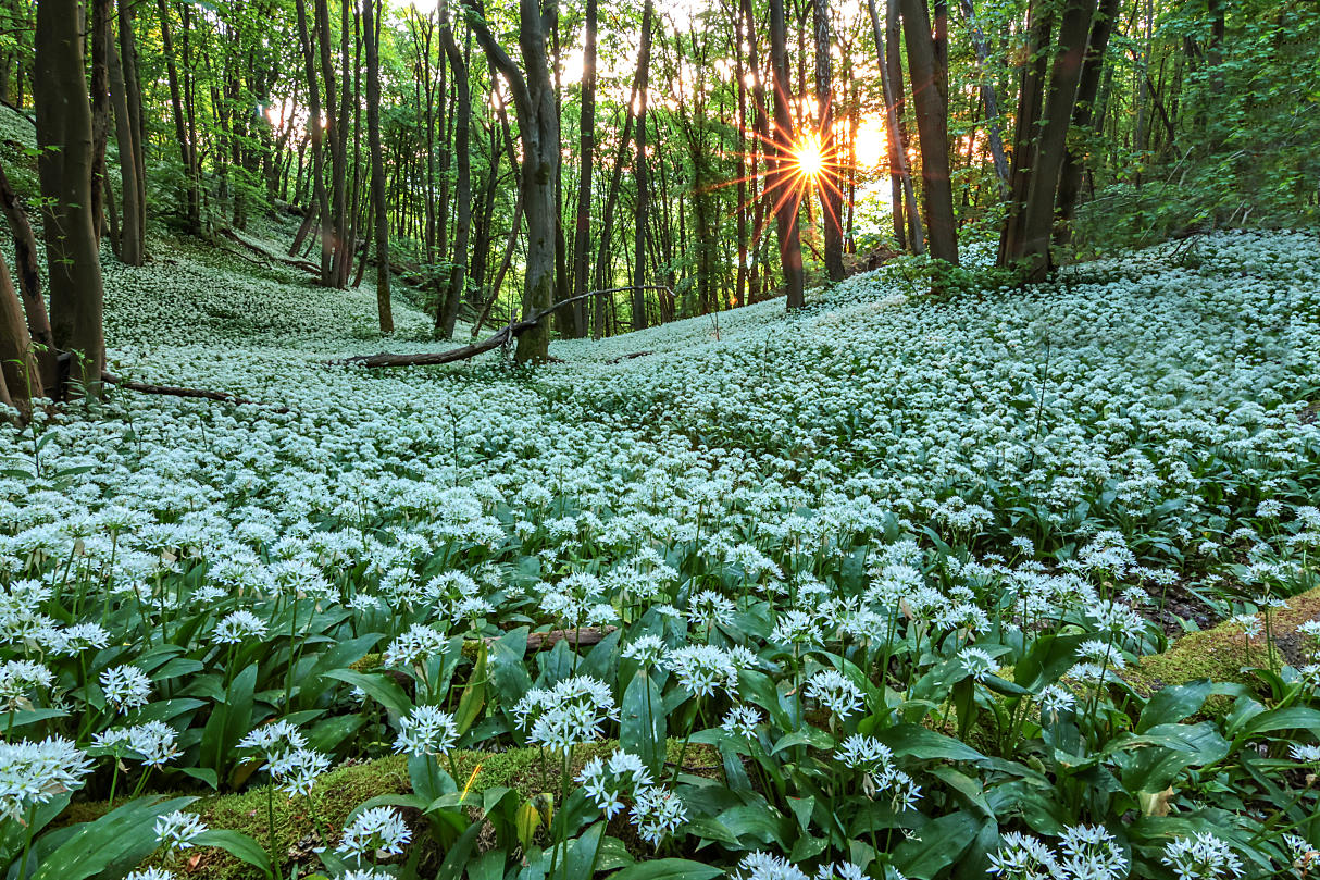 im  Bärlauch Wald