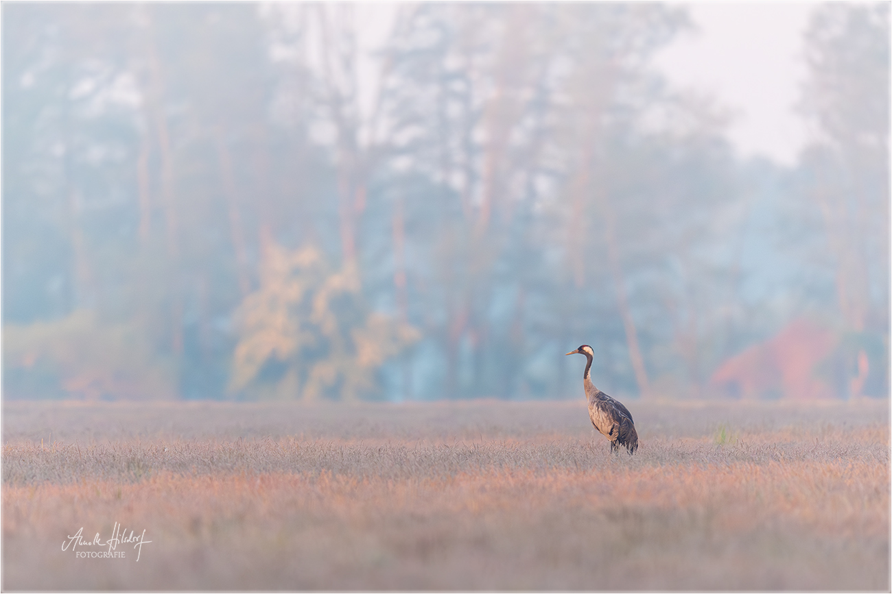 Kranich am Morgen