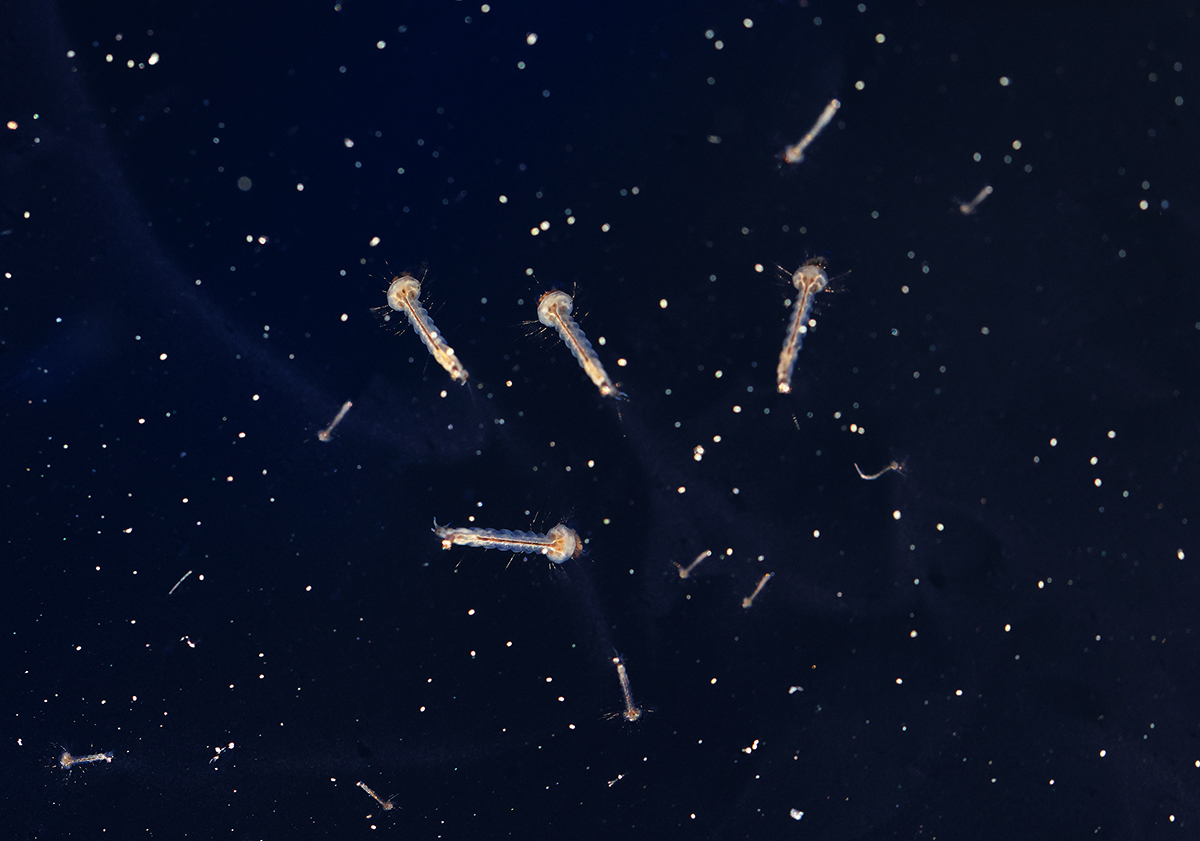 Mückenuniversum