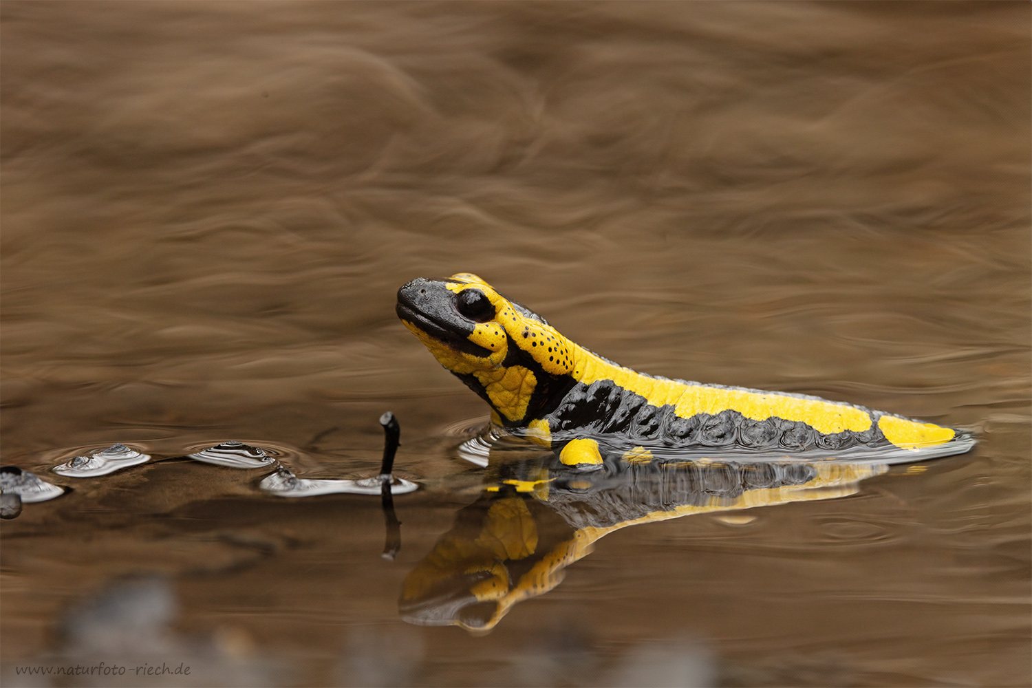 Entspannter Salamander
