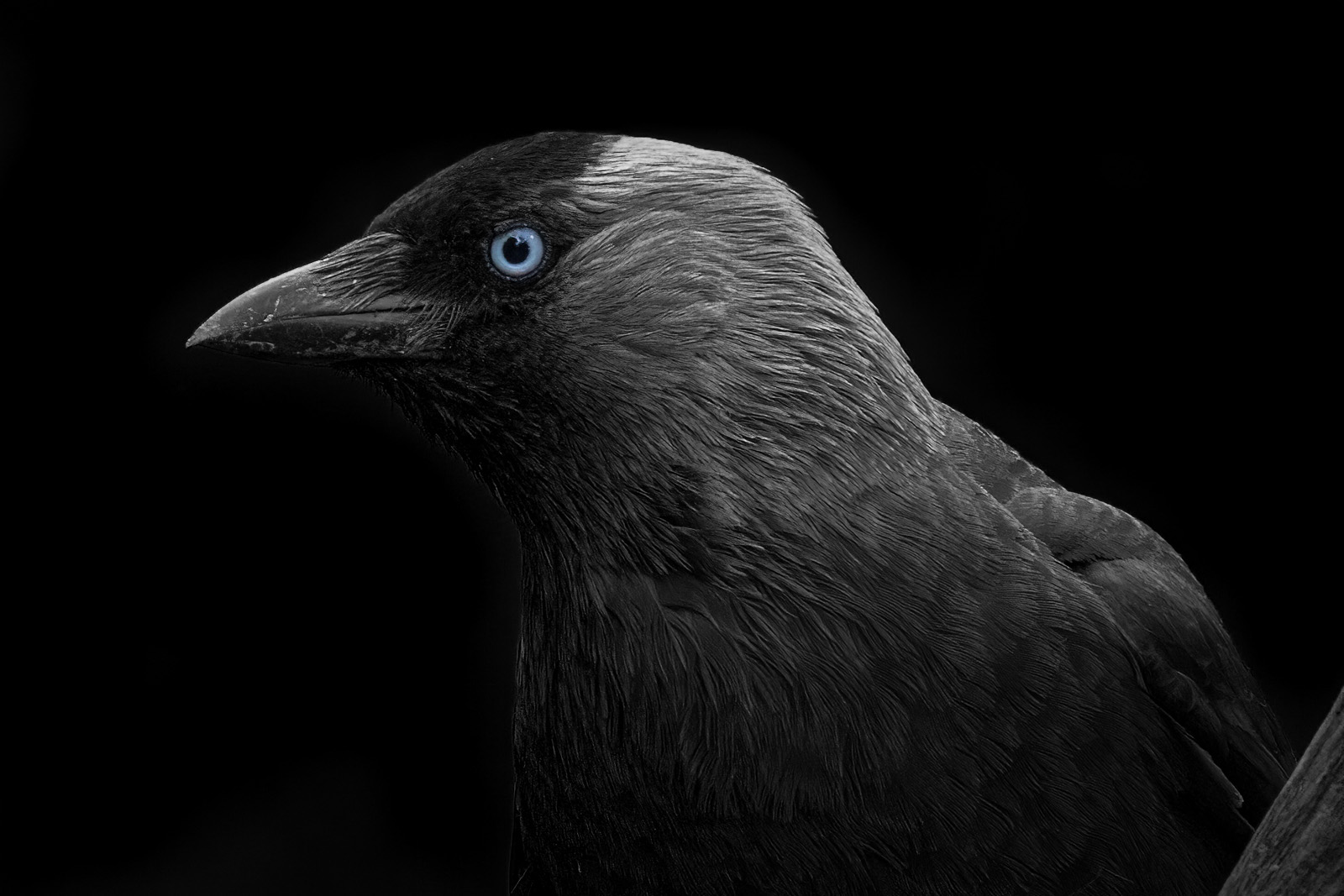 Dohle (Dark edition)