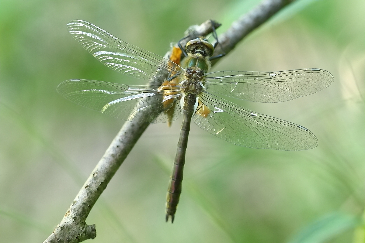 Falkenlibelle