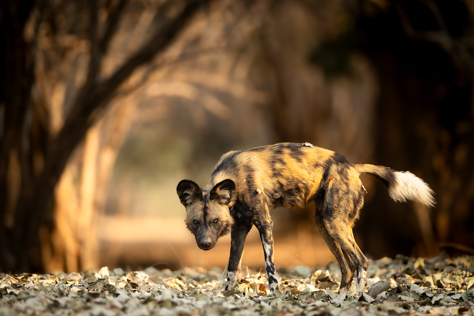 African wild dog