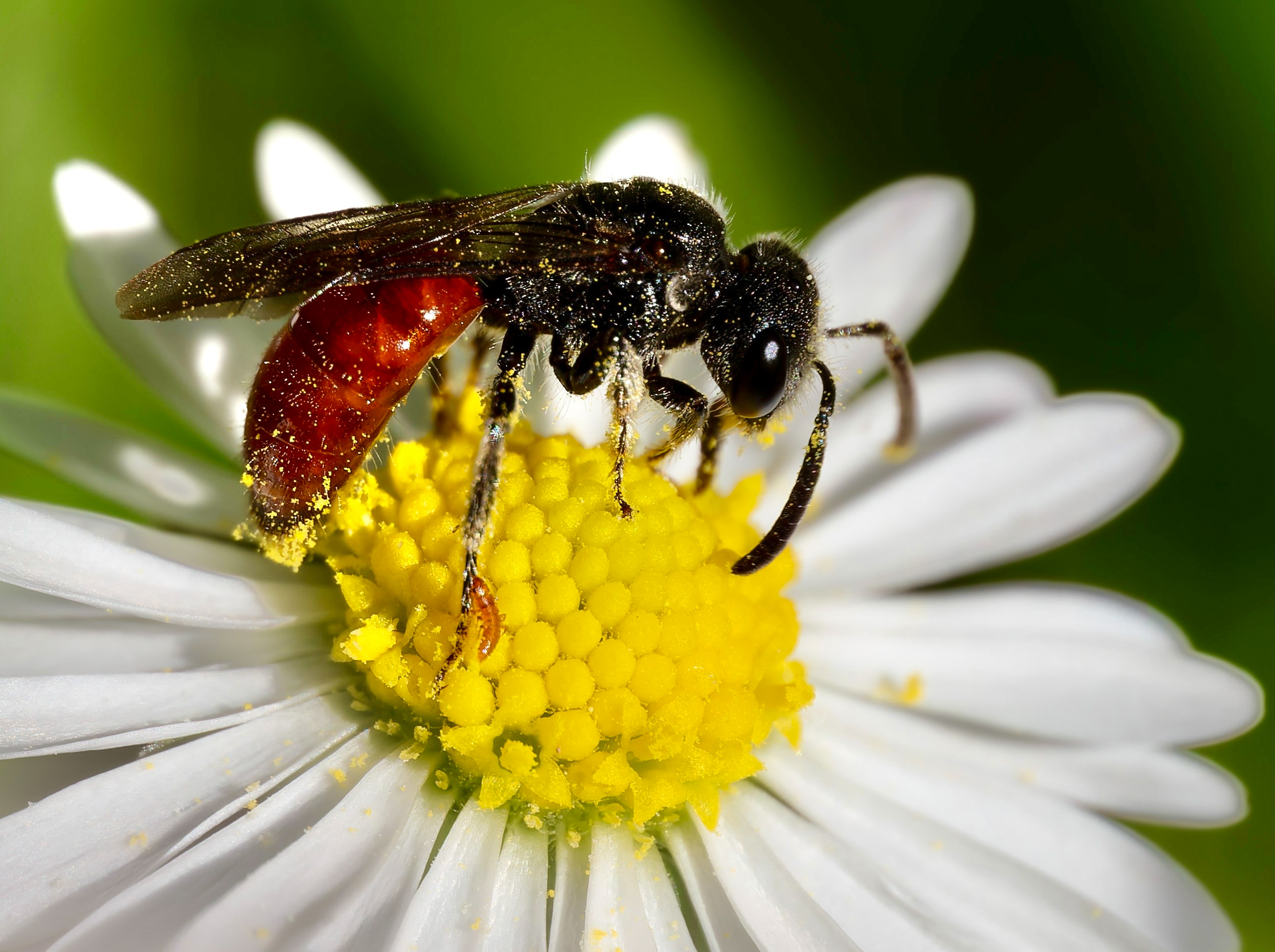Weibliche Riesenblutbine  (Sphecodes albilabris) mit Passagier