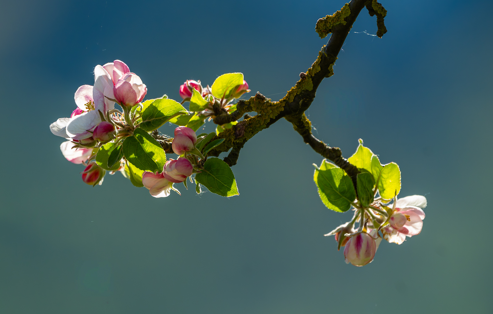 Apfelblüte