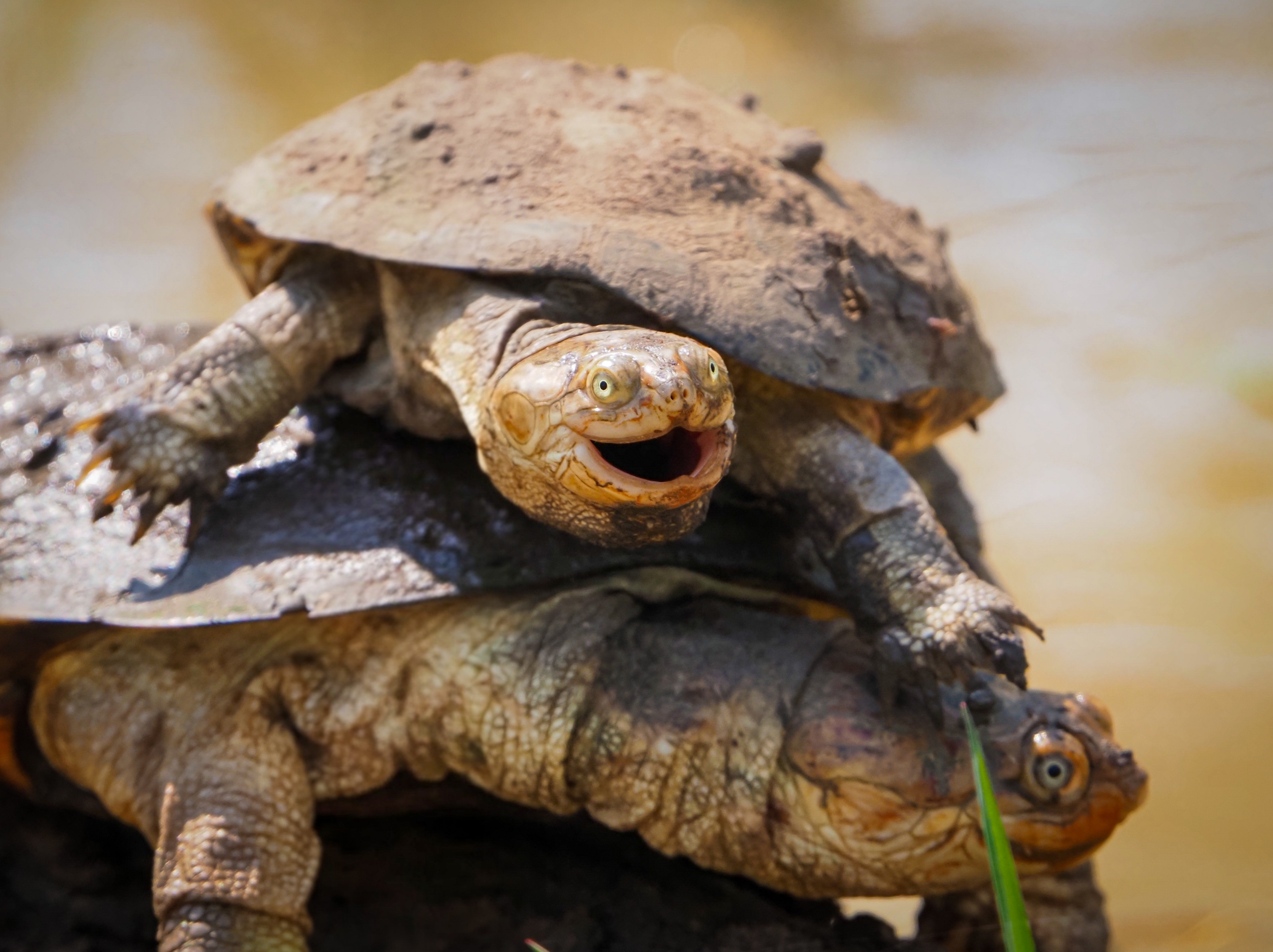 Turtel-Turtles