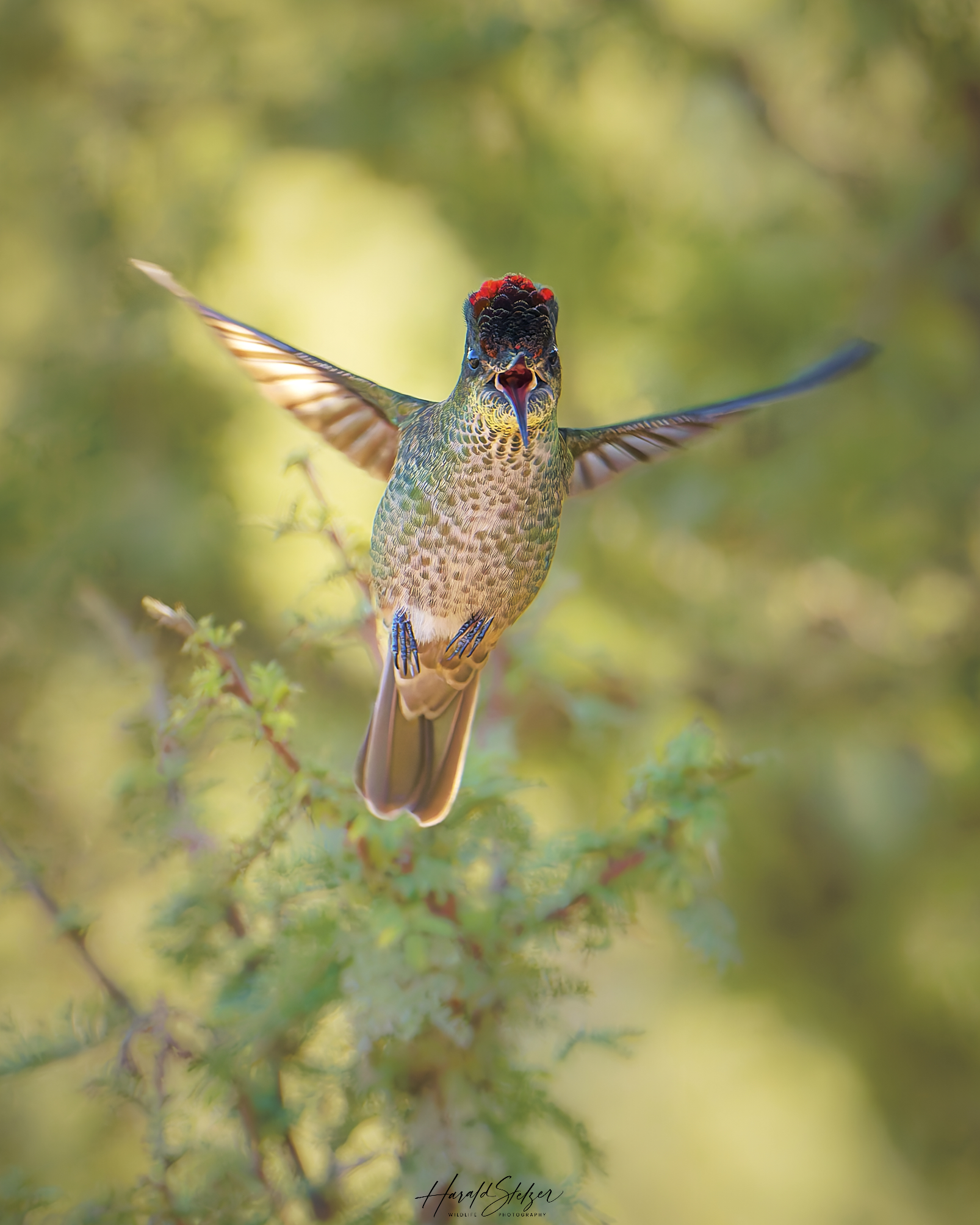 Mr. Kolibri