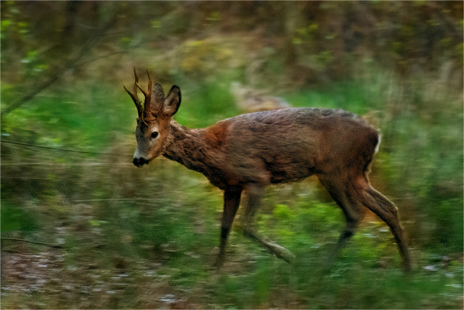 Junger Rehbock im Winterhaarwechsel ...