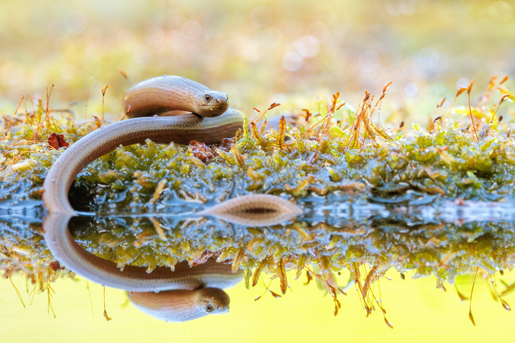 Spiegelung