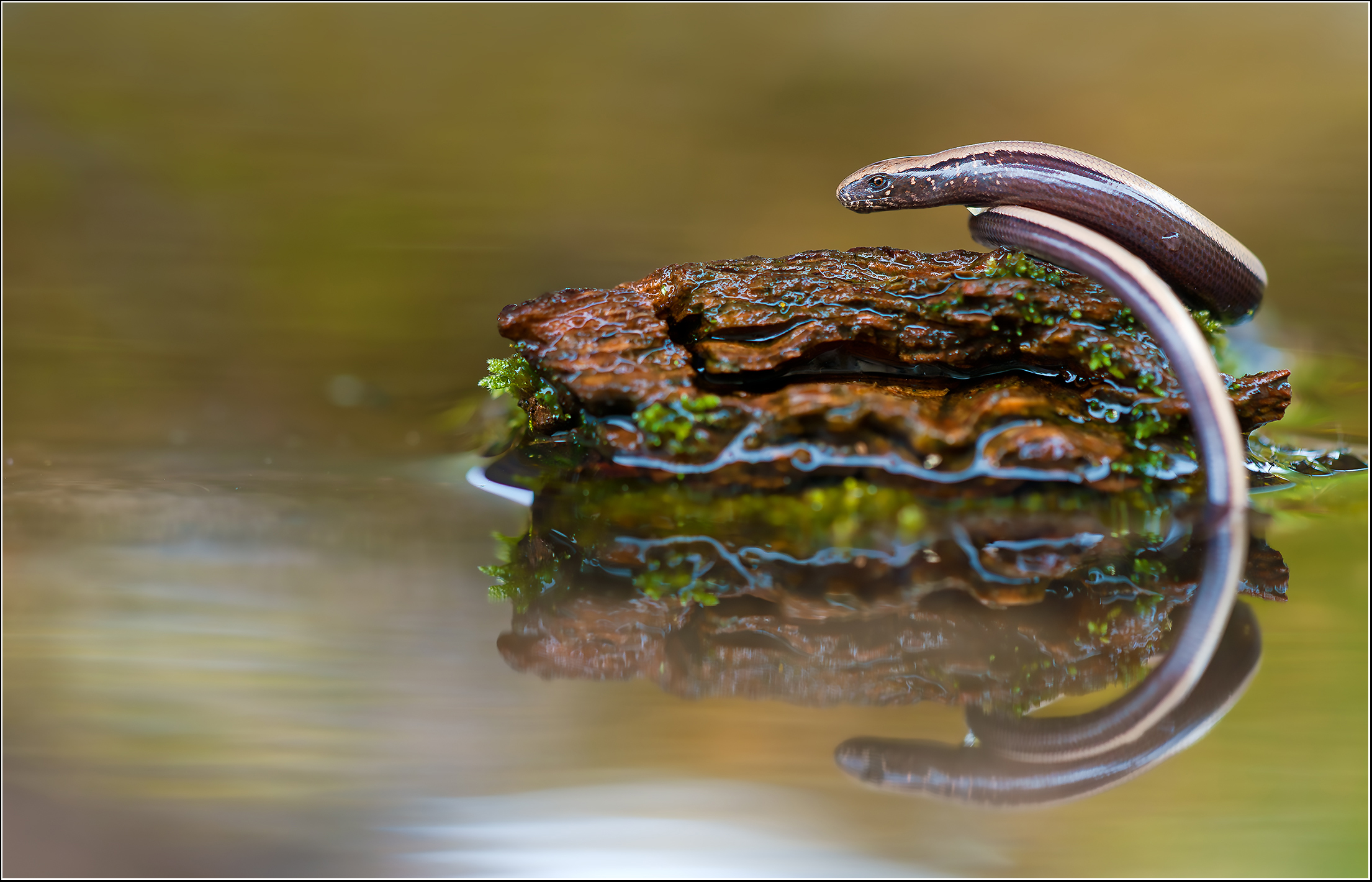 -Bronzeschleiche-