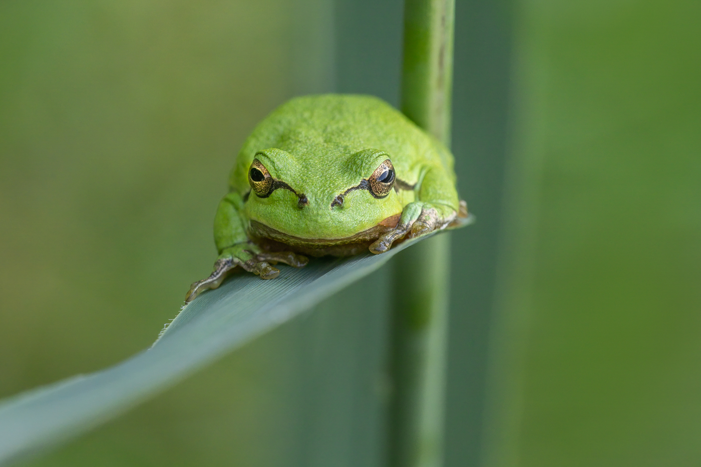Laubfrosch im Schilf
