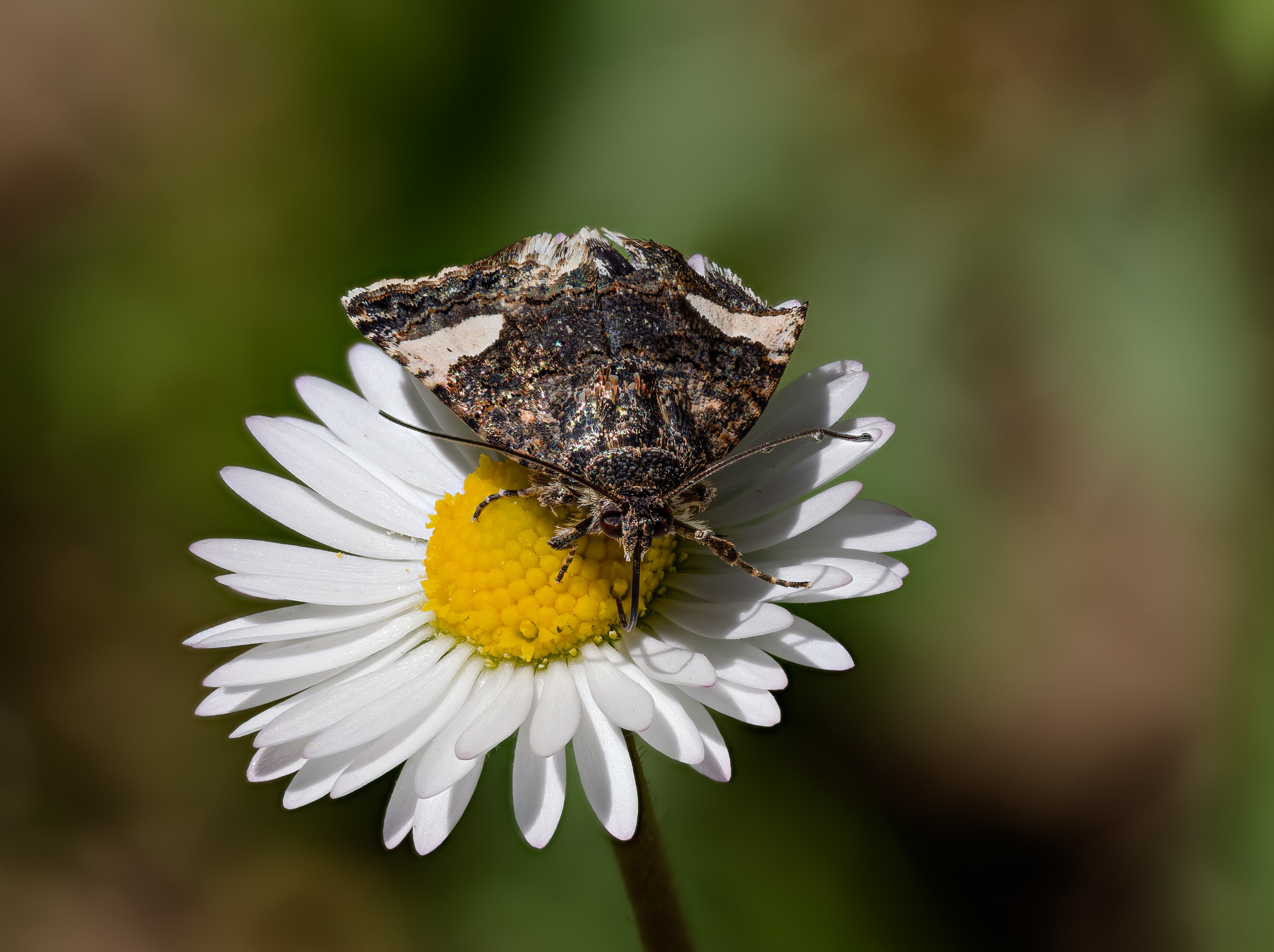 Die Ackerwinden-Trauereule, oder Feldflur-Windeneule (Tyta luctuosa)