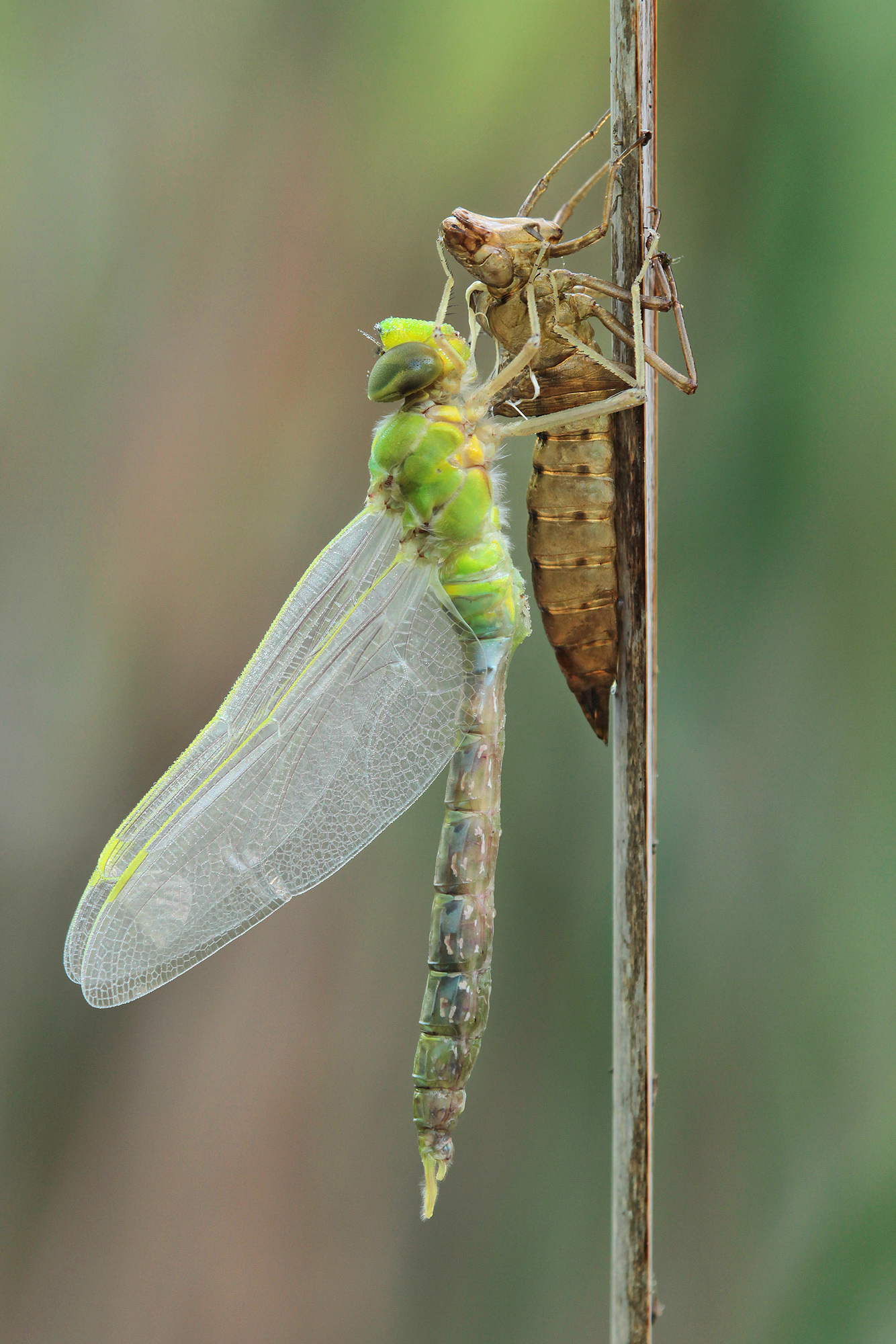 Königliche Metamorphose