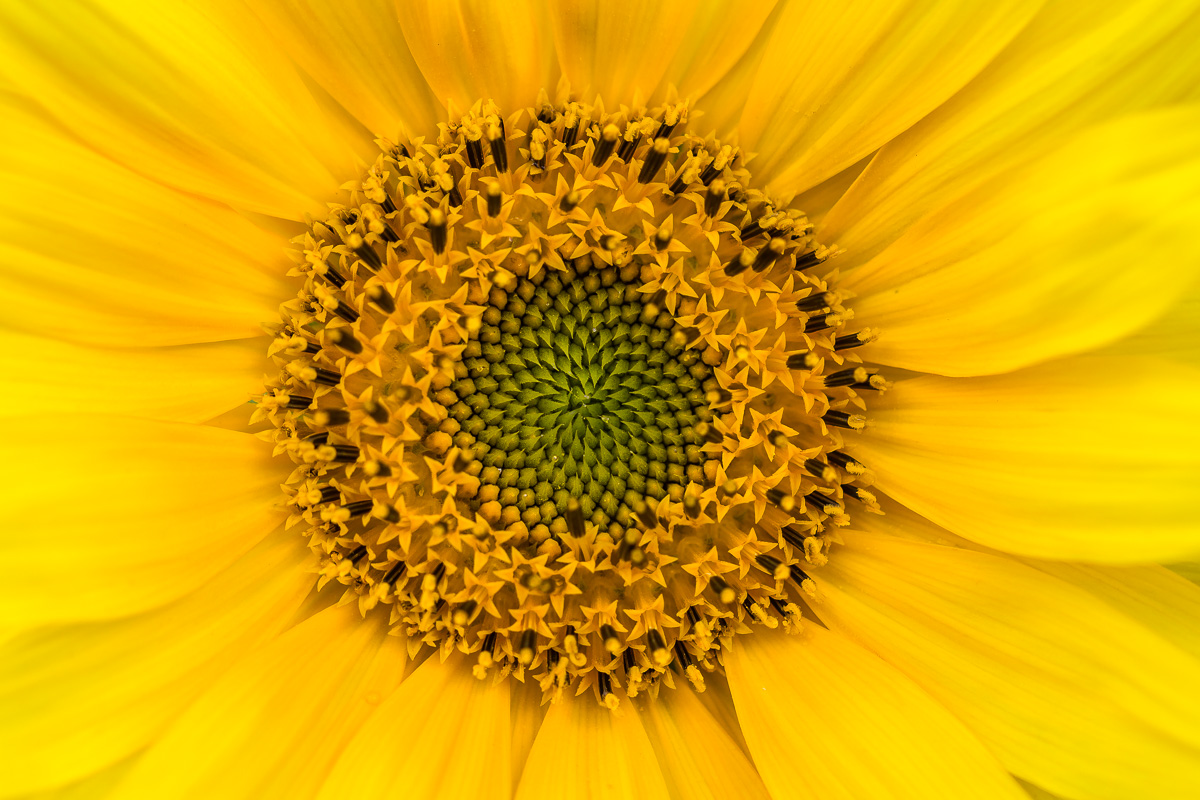 Mitten ins Herz der Sonne