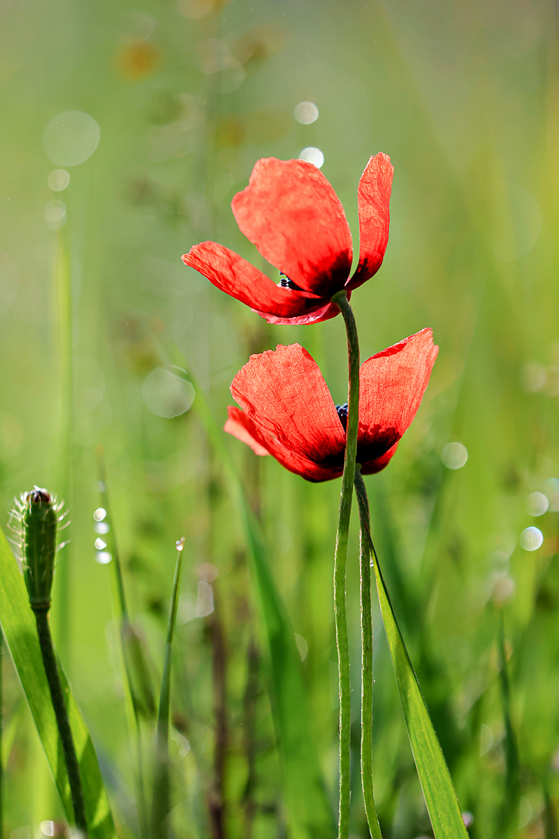 die ersten Mohnblumen im Südharz entdeckt