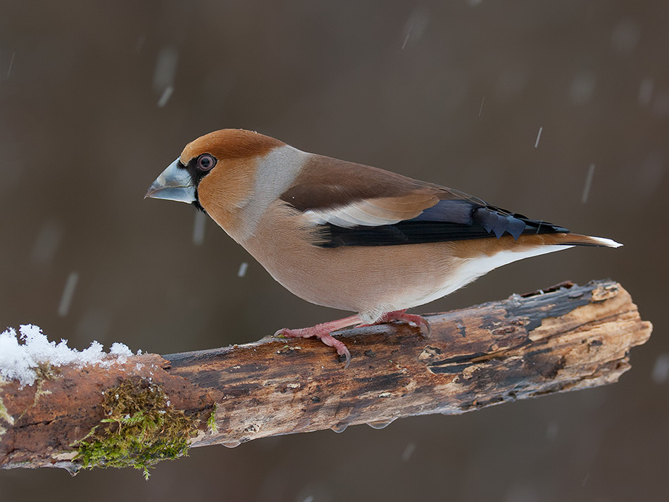 Winter ohne Ende