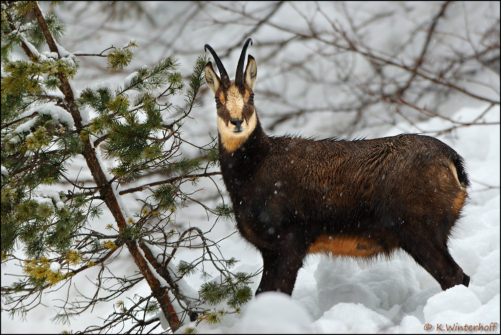 ~Plötzlich...~ Gamsbock (Rupicapra rupicapra)