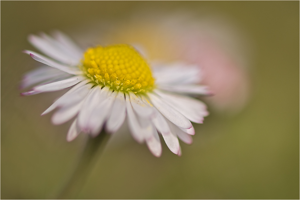 *** Frühling ***