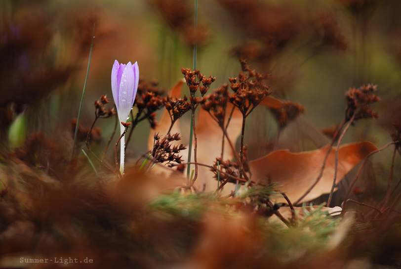 Krokus