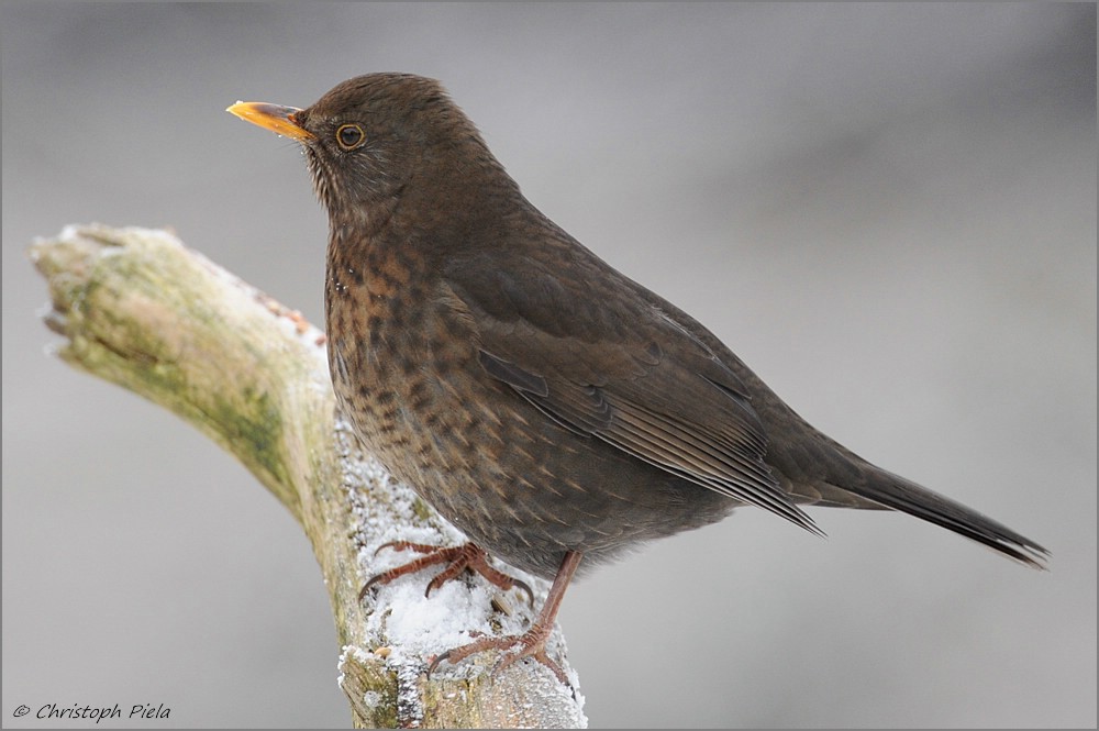 Amsel (Turdus merula)