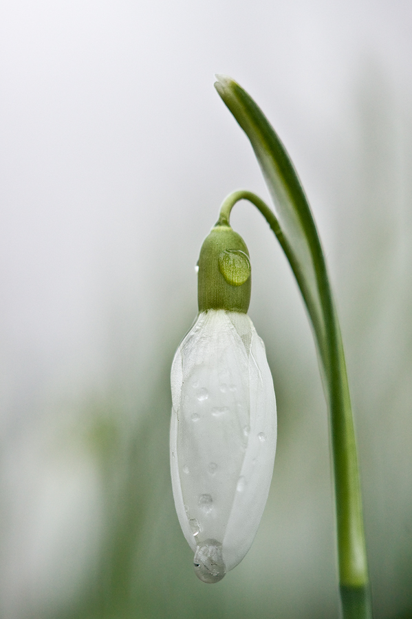 Schneeglöckchen (Galanthus spec)