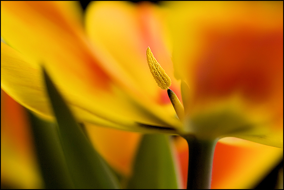 Frühling auf der Fensterbank