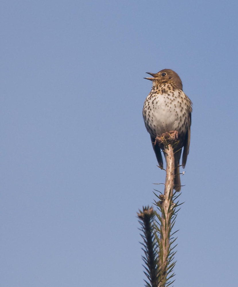 Singdrossel im Morgenlicht