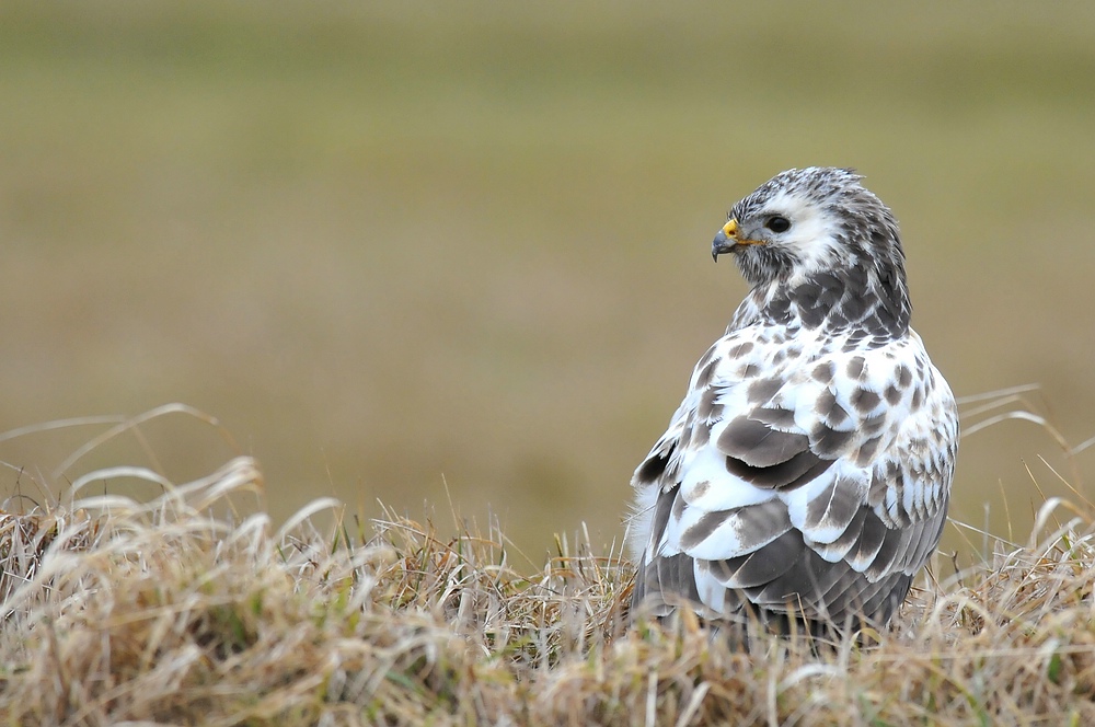 Bussard auf dem Golfplatz