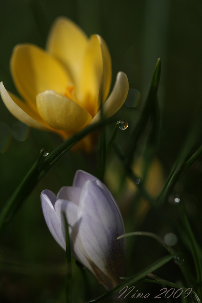 Der Frühling ist erwacht...