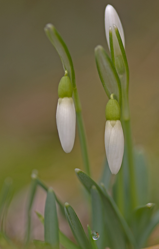 Schneeglöckchen