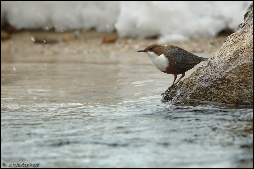 ~Ruhe im Schnee~ Wasseramsel (Cinclus Cinclus)